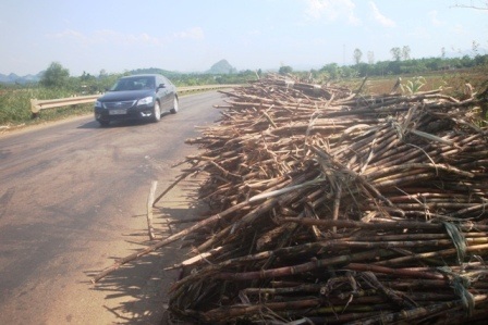 Ngành nông nghiệp oằn mình trong nắng hạn kéo dài