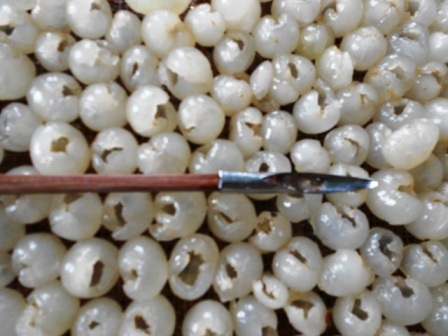  Dụng cụ xoắn long nhãn được làm bằng kim loại.