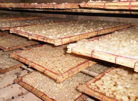  Mỗi lò sấy có sức chứa lên tới 50 tràn long nhãn.