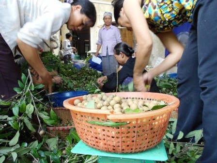  Nhãn sau khi được thu mua về, phần cành, lá sẽ được loại bỏ.