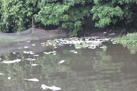 Cá chết nổi lềnh bềnh trên mặt hồ Đình Tràng.