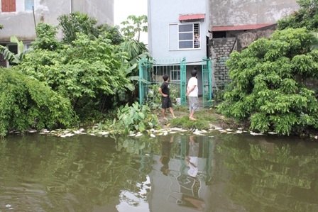 Cá chết trôi dạt vào bờ gây ảnh hưởng không nhỏ đến các hộ dân sống xung quanh.