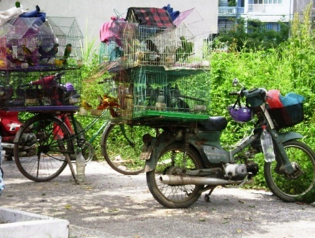 Những chiếc xe di động tập chung lại một chỗ buôn bán như một chợ chim.