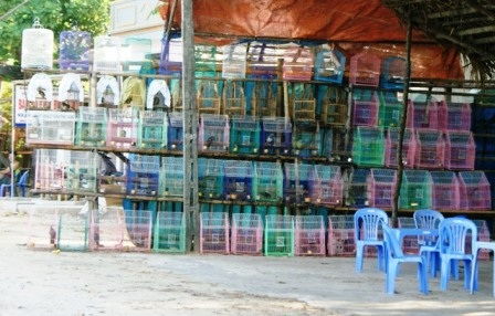  Dọc theo QL 1A, đoạn đi qua huyện Tĩnh Gia có đến hàng chục hàng bán chim như thế này.