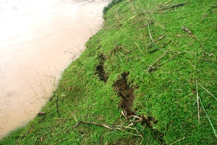 Nhiều điểm sạt lở mái đê tả Sông Chu tại xã Thiệu Vũ, huyện Thiệu Hóa.