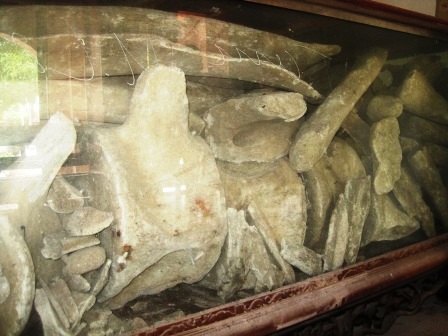 Bộ xương thuộc phần thân của cá Ông có từ hàng trăm năm đang được bảo quản rất kỹ.