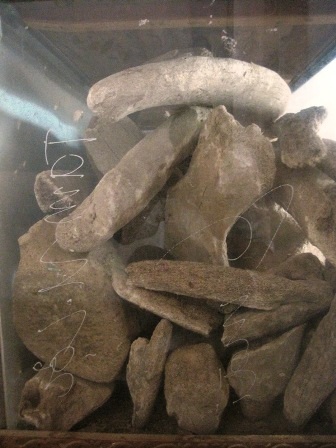  Những khúc xương cá Ông được người dân Ngư Lộc ví như thân cây cổ thụ.