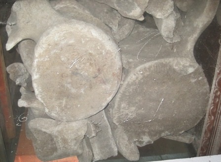  Những khúc xương cá Ông được người dân Ngư Lộc ví như thân cây cổ thụ.