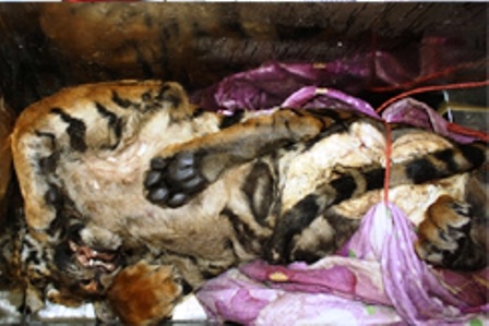 Bắt giữ xế hộp vận chuyển hổ trái phép - 1 Cá thể hổ ướp lạnh được lực lượng chức năng phát hiện và bắt giữ.