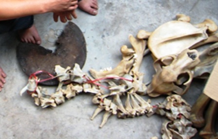 Tang vật vụ án mà cơ quan chức năng thu giữ được.