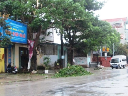Nhiều cây cối ở thành phố Thanh Hóa cũng đã bị gãy đổ (Ảnh: Nguyễn Thùy).