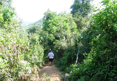 Một góc rừng ở xã Xuân Thái.