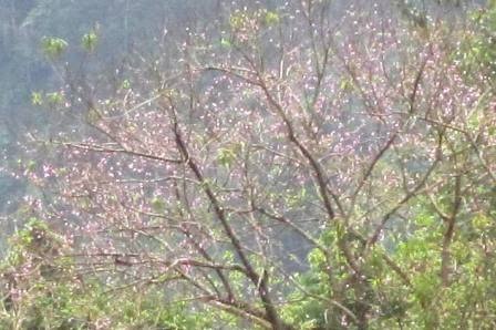 Đào rừng ở xã Mường Lý, huyện Mường Lát bung nở.