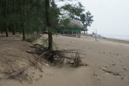 Cây phi lao chắn sóng bị sóng biển đánh trơ trọi bộ rể.