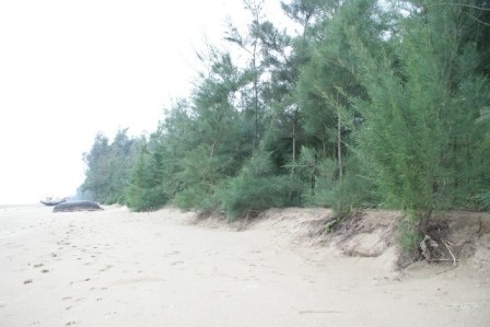 Hàng trục ha rừng phòng hộ có nguy cơ bị sóng biển cuốn trôi khi triều cường lên cao.