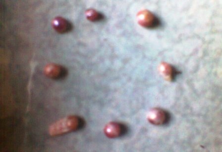 Những viên ngọc được tìm thấy trong con trai khổng lồ.