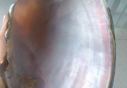 Con trai có trọng lượng hơn 1 kg và chứa tới 16 viên ngọc.