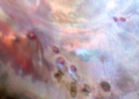 Phía trong vỏ trai.