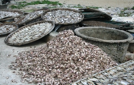 Nhờ hoá chất, ruồi không dám bén mảng đến mực khô, cá khô - 3 Bên cạnh sản phẩm đã sơ chế là đống phụ phẩm đầy ruồi.