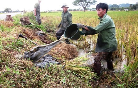 Đi săn... chuột đồng - 1 Đổ nước vào hang chuột là cách bắt dễ dàng mà không mất nhiều sức.