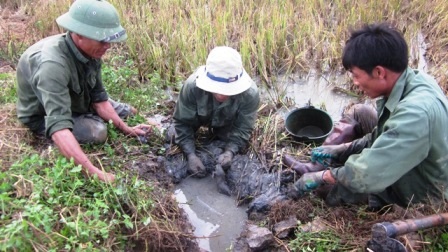 Đi săn... chuột đồng - 2 Các nhóm từ 3 - 5 người cùng nhau đi săn bắt chuột đồng.