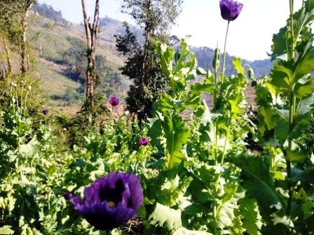 Nhiều diện tích cây anh túc trồng chui đã bị lực lượng chức năng phát hiện và triệt phá.