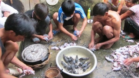Đi săn... chuột đồng - 4 Cả nhà cùng tham gia làm thịt chuột.