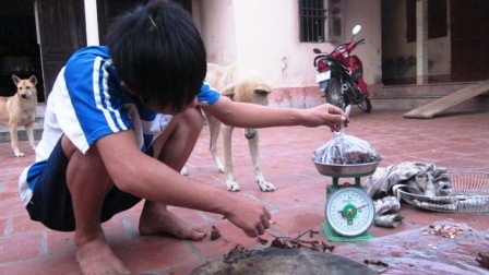 Đi săn... chuột đồng - 6 Mỗi kg thị chuột đồng có giá từ 60 - 80 nghìn đồng.