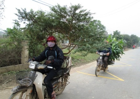 Nhiều người tiêu dùng đã bắt đầu đi mua hoa cây cảnh mang về trưng bày chuẩn bị cho Tết.