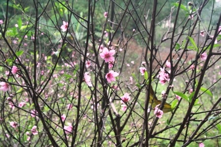 Nhiều cây đào hoa đã tàn và đang nảy lộc xanh tốt.