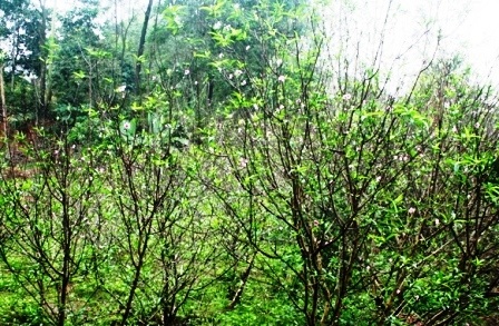 Nhiều cây đào hoa đã tàn và đang nảy lộc xanh tốt.