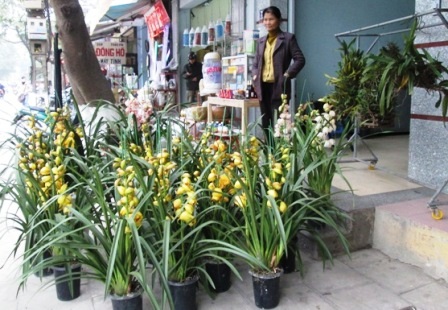 Những chậu Phong lan này có giá từ 300-500.000đ/chậu.