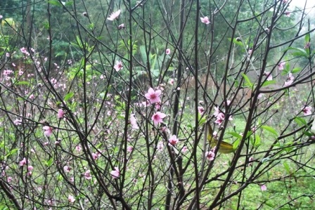 Chưa đến Tết nhưng nhiều gốc đào hoa ở các huyện như Triệu Sơn, Như Thanh đã nở rộ.