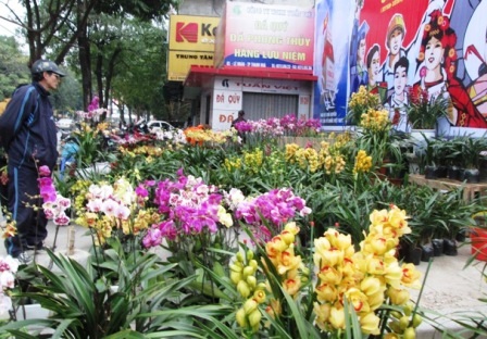 Đủ loại Phong lan, cây cảnh được trưng bày dày đặc dọc phố Lê Hoàn.