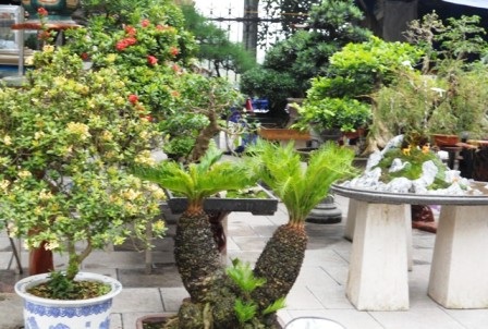 Đủ loại Phong lan, cây cảnh được trưng bày dày đặc dọc phố Lê Hoàn.