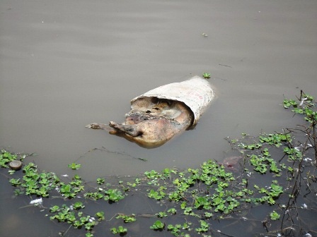 Xác lợn trôi trên kênh nước thuộc địa phận xã Hợp Thành