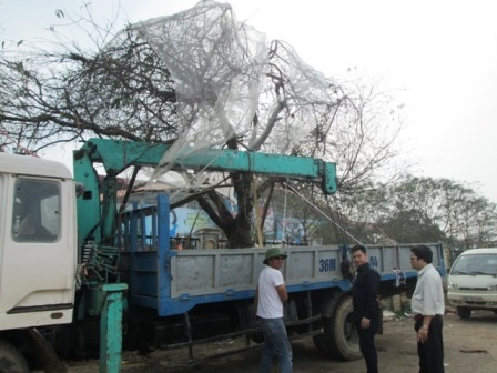  Cây đào được mua với giá 60 triệu đồng.