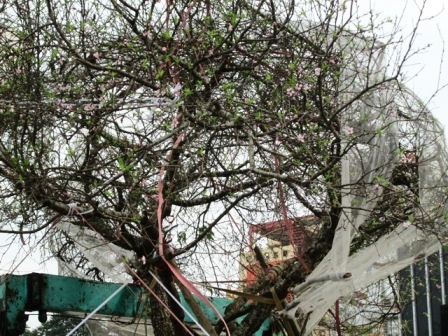  Cây đào được mua với giá 60 triệu đồng.