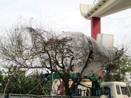  Cây đào được mua với giá 60 triệu đồng.