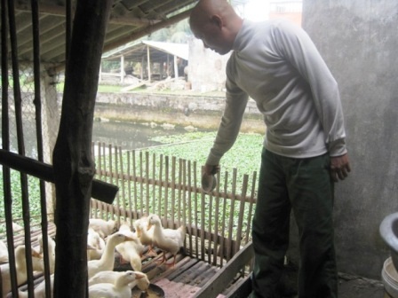 Những lúc buồn, anh Vương lại ra chăm mấy con vịt giúp vợ để khuây khỏa những nỗi đau trong lòng.