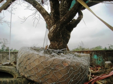  Chỗ to nhất của cây đào có đường kính khoảng 50cm.