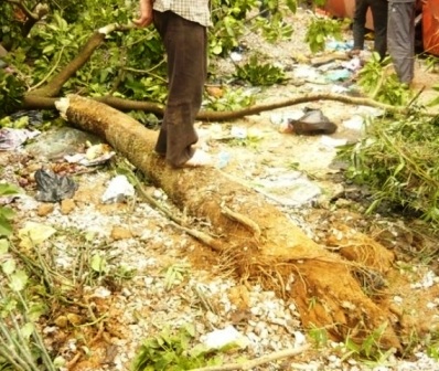 Chiếc xe khách đâm thẳng vào gốc cây khiến cây bật tung