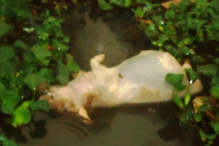  Một xác lợn con trôi sông đã bị cá rỉa.