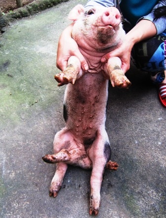Chú lợn con có 6 chân.