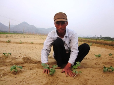 Ông Huê hướng dẫn cách chăm sóc dưa khi mới trồng.