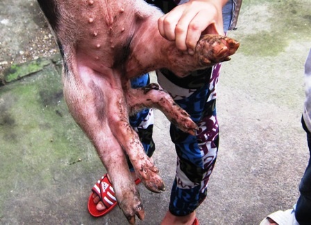 Trong đó có 4 chân sau.