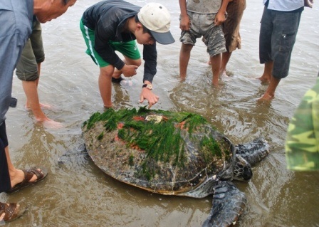 Con rùa biển bị mắc vào lưới ngư dân.