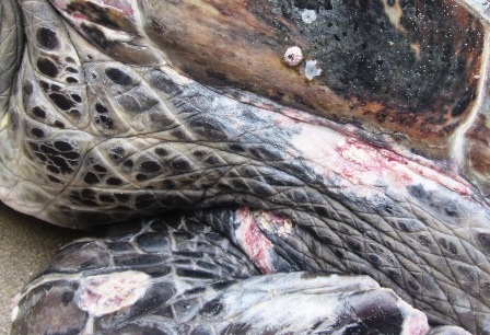 Do vùng vẫy trong khi mắc lưới nên trên cơ thể rùa có một số vết thương nhẹ.