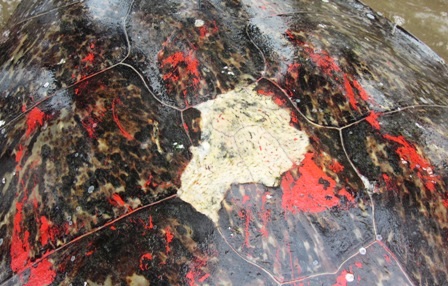 Trên mu rùa có nhiều vết sơn đỏ.