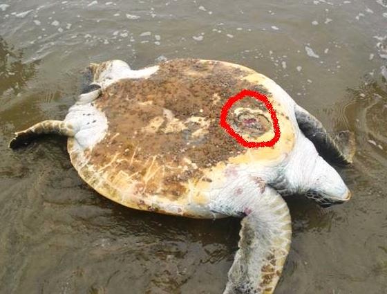 Bụng con rùa có một số vết thương.